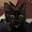 Roshank231