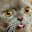 Blip cat