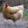 Chicken O