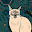 Cat Moosos
