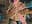 Nancy Davis