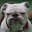 Sam Bulldog