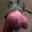 Alfyx 64