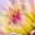 Deepa S