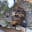 amol_