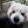 RedPandaLover